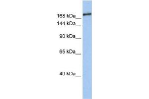 Western Blotting (WB) image for anti-SIN3 Transcription Regulator Homolog B (SIN3B) antibody (ABIN2459432) (SIN3B antibody)