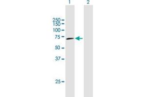 Western Blot analysis of PPP1R16A expression in transfected 293T cell line by PPP1R16A MaxPab polyclonal antibody. (PPP1R16A antibody  (AA 1-528))