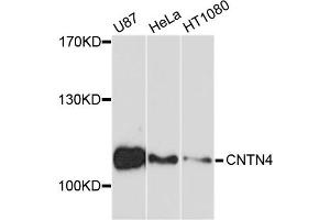 Western blot analysis of extracts of various cell lines, using CNTN4 antibody.