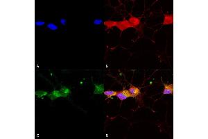 Immunocytochemistry/Immunofluorescence analysis using Mouse Anti-GluN2B/NR2B Monoclonal Antibody, Clone S59-36 (ABIN2483216). (GRIN2B antibody  (AA 20-271) (Biotin))