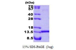 SDS-PAGE (SDS) image for Histidine Triad Nucleotide Binding Protein 1 (HINT1) (AA 1-126) protein (ABIN667109) (HINT1 Protein (AA 1-126))