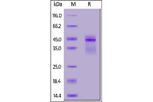 Biotinylated Human IL-12B&IL-12A Heterodimer Protein, His,Avitag™&Flag Tag on  under reducing (R) condition. (IL12 Protein (AA 23-328) (His tag,AVI tag,DYKDDDDK Tag,Biotin))