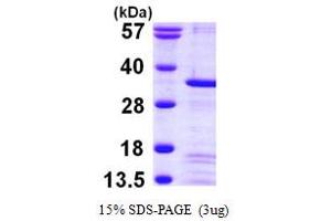 SDS-PAGE (SDS) image for Penta-EF-Hand Domain Containing 1 (PEF1) (AA 1-284) protein (His tag) (ABIN667345) (PEF1 Protein (AA 1-284) (His tag))