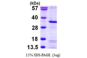 SDS-PAGE (SDS) image for Penta-EF-Hand Domain Containing 1 (PEF1) (AA 1-284) protein (His tag) (ABIN667345)