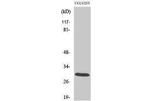 Western Blotting (WB) image for anti-14-3-3 zeta (YWHAZ) (Tyr330) antibody (ABIN3183080) (14-3-3 zeta antibody  (Tyr330))