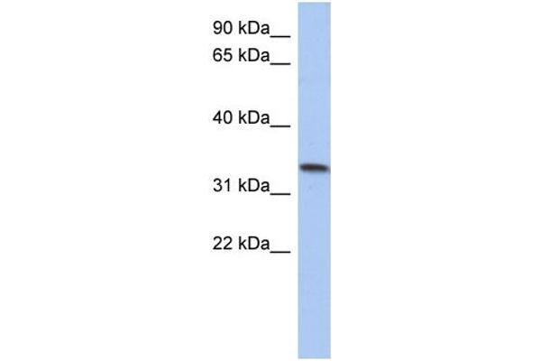 C10ORF96 Antikörper  (Middle Region)