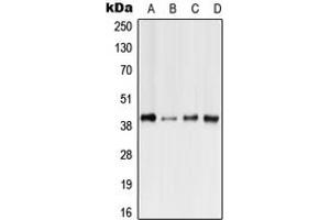 Western blot analysis of GPR41 expression in HeLa (A), Raw264. (FFAR3 antibody  (N-Term))