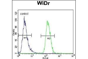 NARS Antibody (N-term) (ABIN655041 and ABIN2844672) flow cytometric analysis of WiDr cells (right histogram) compared to a negative control cell (left histogram). (NARS antibody  (N-Term))