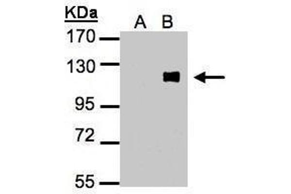 ZNF281 antibody