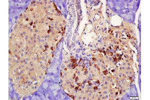 Formalin-fixed and paraffin embedded rat pancreas labeled with Rabbit Anti-PRLR Polyclonal Antibody, Unconjugated  at 1:200 followed by conjugation to the secondary antibody and DAB staining (Prolactin Receptor antibody  (AA 251-350))