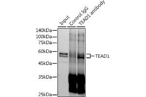 Immunoprecipitation analysis of 600 μg extracts of Mouse skeletal muscle cells using 3 μg TE antibody (ABIN7270754). (TEAD1 antibody)