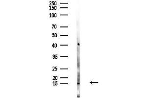 Western blot analysis of lysates from 293 cells(LPS,4h treatment), using TCL1A Antibody at 1/1000 dilution.