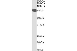 FOXP2 antibody  (C-Term)