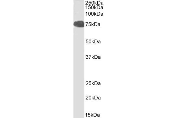 FOXP2 antibody  (C-Term)