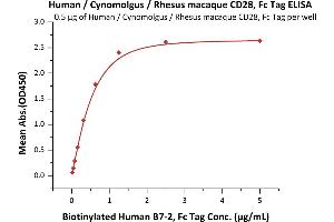 Immobilized Human / Cynomolgus / Rhesus macaque CD28, Fc Tag (Hied) (ABIN5954910,ABIN6253537) at 5 μg/mL (100 μL/well) can bind Biotinylated Human B7-2, Fc Tag (ABIN3137664,ABIN4369368) with a linear range of 0. (CD28 Protein (CD28) (AA 19-152) (Fc Tag))