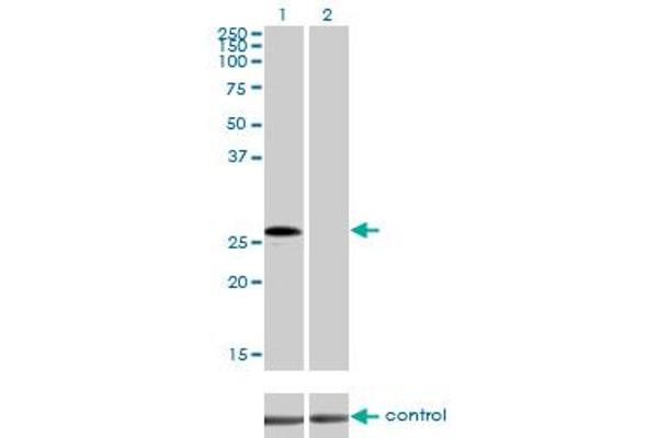 MED7 Antikörper  (AA 1-233)