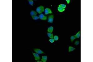 Immunofluorescence staining of Hela cells with ABIN7144595 at 1:100, counter-stained with DAPI. (ASL antibody  (AA 2-300))