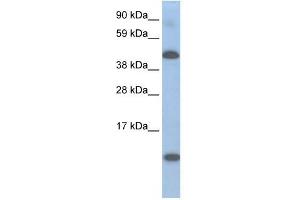 A630025C20RIK antibody used at 0. (Lcor antibody  (N-Term))