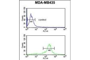 C19orf26 Antibody (Center) (ABIN653222 and ABIN2842757) flow cytometric analysis of MDA-M cells (bottom histogram) compared to a negative control cell (top histogram). (C19orf26 antibody  (AA 423-450))
