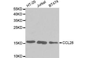 Western blot analysis of extracts of various cell lines, using CCL28 antibody. (CCL28 antibody  (AA 20-127))