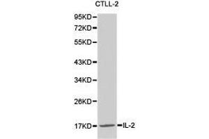 Western Blotting (WB) image for anti-Interleukin 2 (IL2) antibody (ABIN1873207)