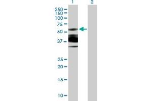Western Blot analysis of N-PAC expression in transfected 293T cell line by N-PAC MaxPab polyclonal antibody. (GLYR1 antibody  (AA 1-484))
