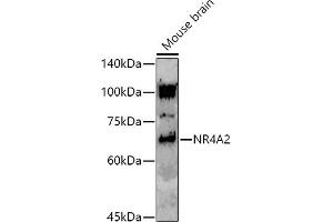 Western blot analysis of extracts of Mouse brain, using (ABIN7269020) at 1:1000 dilution. (NR4A2 antibody)