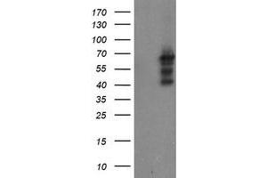 Image no. 1 for anti-SUMO1/sentrin/SMT3 Specific Peptidase 2 (SENP2) (AA 139-523) antibody (ABIN1490926) (SENP2 antibody  (AA 139-523))