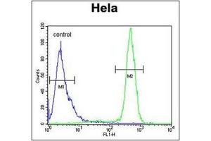 Flow Cytometric analysis of Hela cells using SCN1B Antibody (N-Term) Cat. (SCN1B antibody  (N-Term))