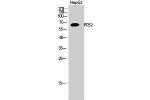 Western Blotting (WB) image for anti-Fibroblast Growth Factor Receptor Substrate 2 (FRS2) (Tyr580) antibody (ABIN3184696) (FRS2 antibody  (Tyr580))