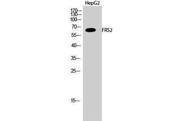FRS2 Antikörper  (Tyr580)