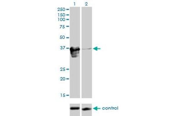 ZFP36L1 antibody  (AA 1-108)