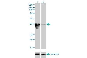 Western blot analysis of ZFP36L1 over-expressed 293 cell line, cotransfected with ZFP36L1 Validated Chimera RNAi (Lane 2) or non-transfected control (Lane 1).