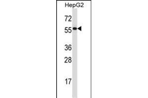 PDIA2 Antibody (Center) (ABIN657924 and ABIN2846871) western blot analysis in HepG2 cell line lysates (35 μg/lane). (PDIA2 antibody  (AA 210-239))