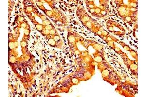 IHC image of ABIN7168797 diluted at 1:300 and staining in paraffin-embedded human small intestine tissue performed on a Leica BondTM system. (SEMA4B antibody  (AA 163-253))