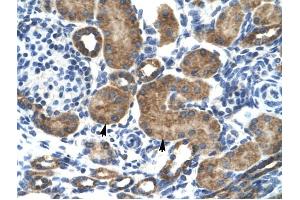 GRIK2 antibody was used for immunohistochemistry at a concentration of 4-8 ug/ml to stain Epithelial cells of renal tubule (arrows) in Human Kidney.