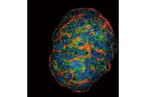 Confocal immunofluorescent analysis of GBE1 Antibody (Center) (ABIN653459 and ABIN2842890) with HepG2 cell followed by Alexa Fluor? (GBE1 antibody  (AA 527-556))