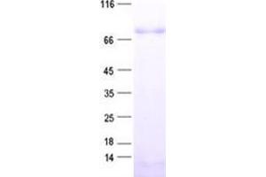 Validation with Western Blot (ZNF652 Protein (His tag))