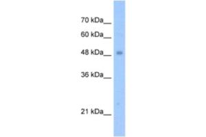 Western Blotting (WB) image for anti-Tigger Transposable Element Derived 3 (TIGD3) antibody (ABIN2463251) (TIGD3 antibody)