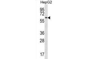 Western Blotting (WB) image for anti-CDC14 Cell Division Cycle 14 Homolog A (CDC14A) antibody (ABIN3003762) (CDC14A antibody)