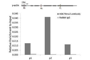 Chromatin Immunoprecipitation analysis of γ-actin gene from 293 cell line, using DiMethyl-Histone H3-K79 antibody and rabbit IgG.