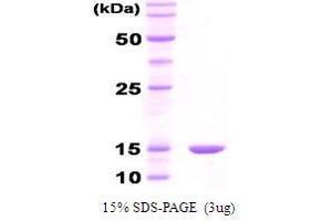 Figure annotation denotes ug of protein loaded and % gel used. (GroES Protein)