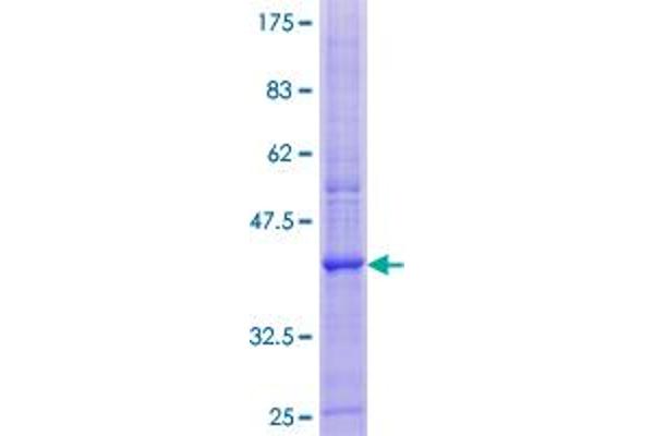 PLP2 Protein (AA 1-152) (GST tag)