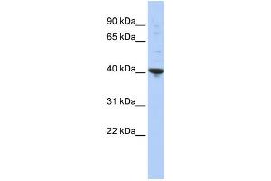 Western Blotting (WB) image for anti-Purine-Rich Element Binding Protein A (PURA) antibody (ABIN2458331) (PURA antibody)