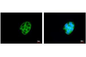 ICC/IF Image CES2 antibody detects CES2 protein at cytoplasm by immunofluorescent analysis. (CES2 antibody)
