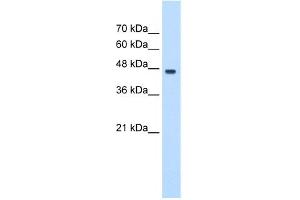WB Suggested Anti-PA2G4 Antibody Titration:  0. (PA2G4 antibody  (C-Term))