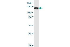 TJP3 antibody  (AA 868-952)