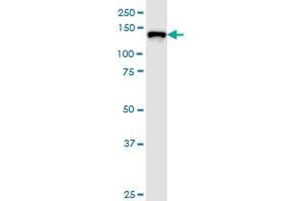 TJP3 antibody  (AA 868-952)