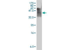 Western Blot detection against Immunogen (38. (PURA antibody  (AA 183-292))