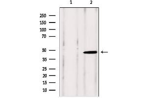 Western blot analysis of extracts from rat brain, using VPS37A antibody. (VPS37A antibody  (N-Term))